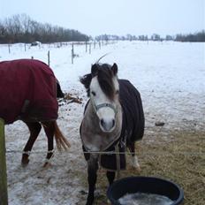 Welsh Pony (sec B) Bangs Tempo *SOLGT*