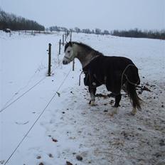 Welsh Pony (sec B) Bangs Tempo *SOLGT*