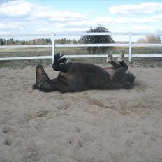Anden særlig race Ronja - savnes )-';