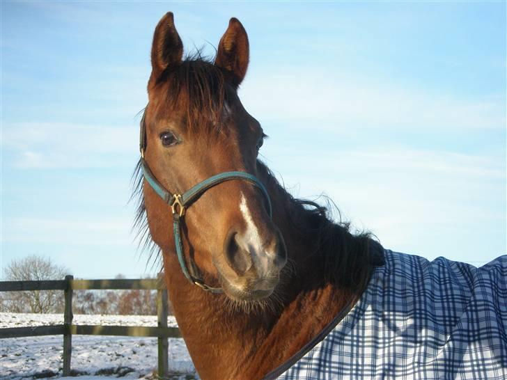Welsh Partbred (Sec F) Flying Figo - Velkommen til Figo´s profil, håber i vil nyde billederne :o) sikke dog et smukt ansigt den hest har <3 Taget d. 11-01-2010 billede 1