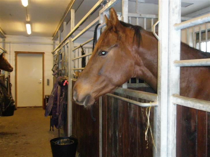 Welsh Partbred (Sec F) Flying Figo - Hans utrolige smukke hovede. Taget d. 10-01-2010 billede 2