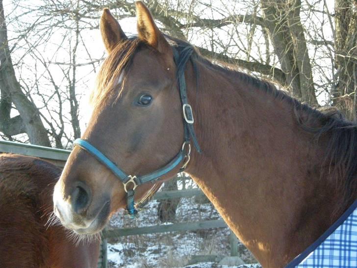 Welsh Partbred (Sec F) Flying Figo - Han er simpelthen så guddommelig smuk! Taget d. 11-01-2010 billede 8