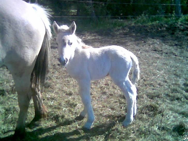 Fjordhest Sabine / Salli - Lil´skid som føl <3 Foto: Mig billede 5