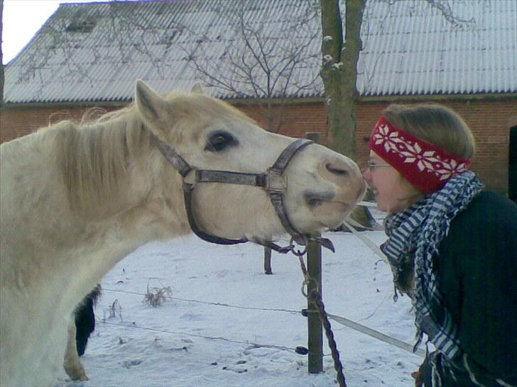 Welsh Pony (sec B) Edelweiss Sonny  - Et sne kys<´3 billede 10