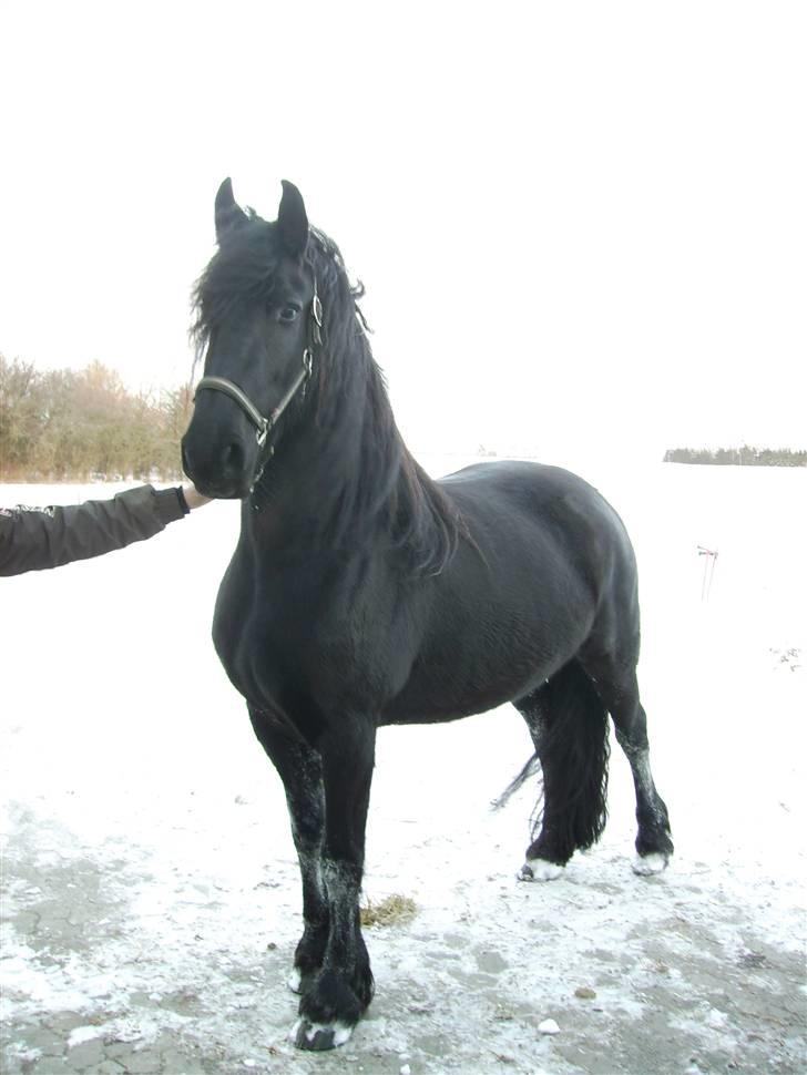 Frieser Maartje S billede 13