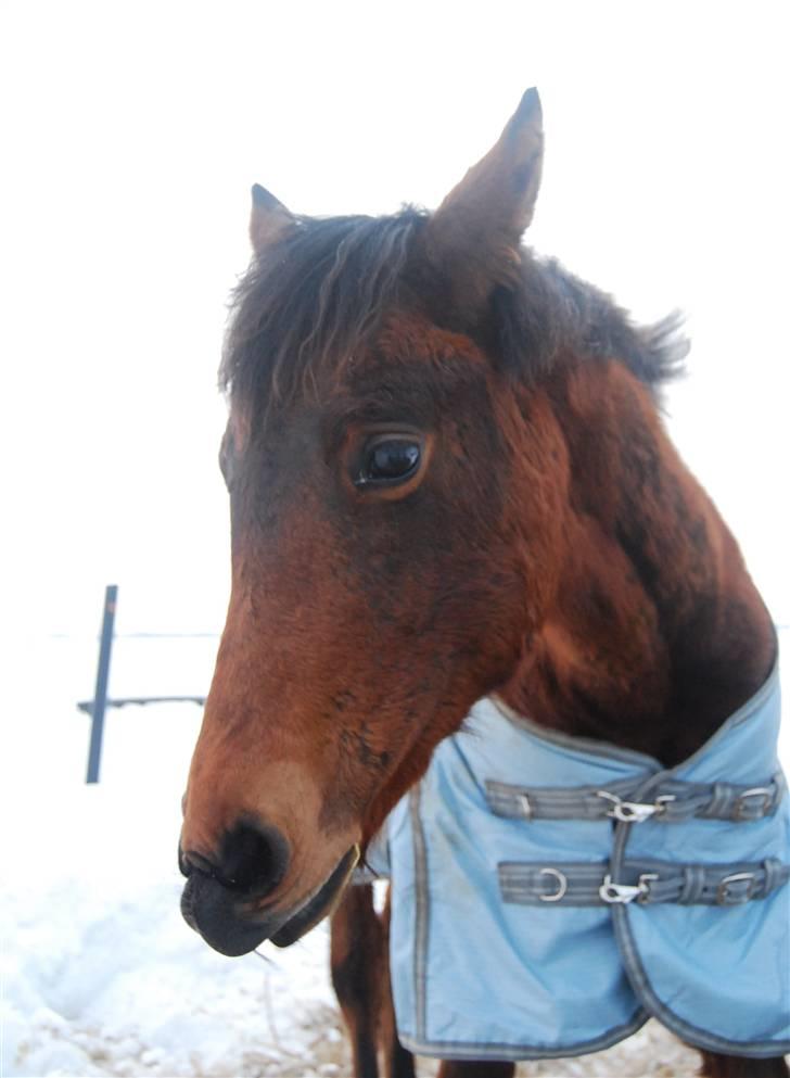 Anden særlig race Mademoiselle Bayonne billede 10