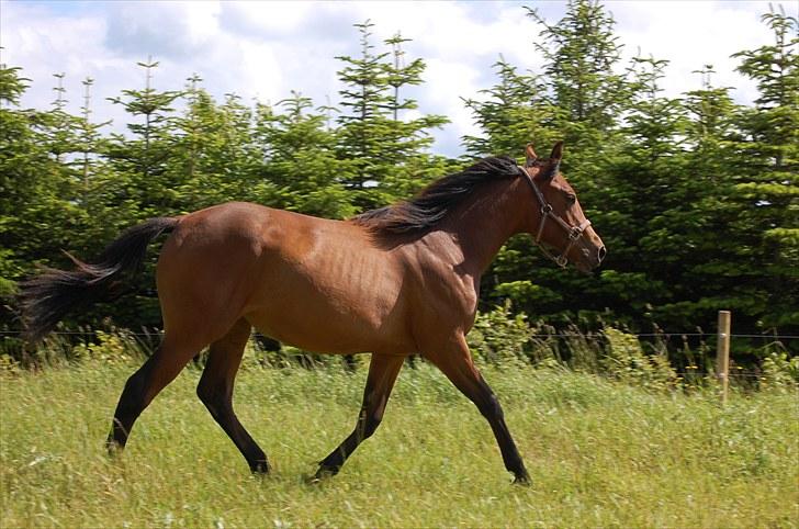 Anden særlig race Mademoiselle Bayonne billede 13