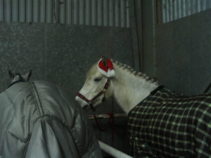 Anden særlig race Miss dulle - Dullen og Mirha står og venter på at de skal ride juleridning:-) billede 15