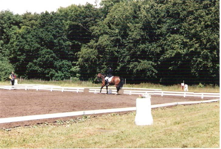 Connemara Susie Magill billede 10