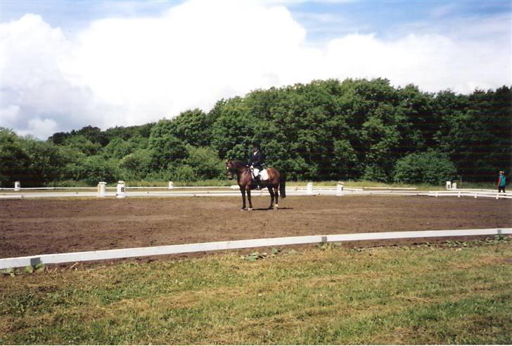 Connemara Susie Magill billede 13