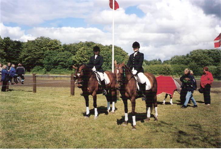 Connemara Susie Magill billede 14