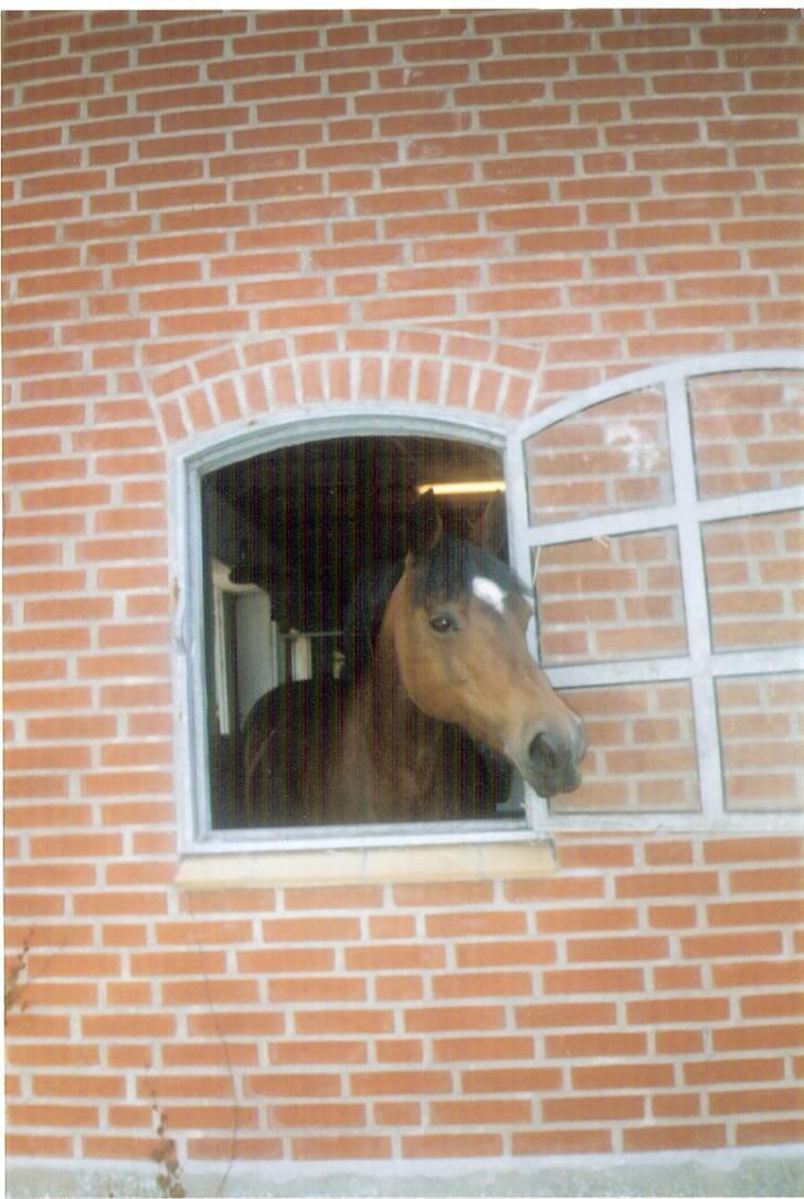 Connemara Susie Magill - Susie <3 billede 15