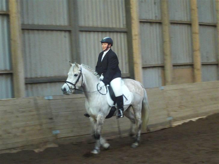 Anden særlig race Miss dulle billede 16