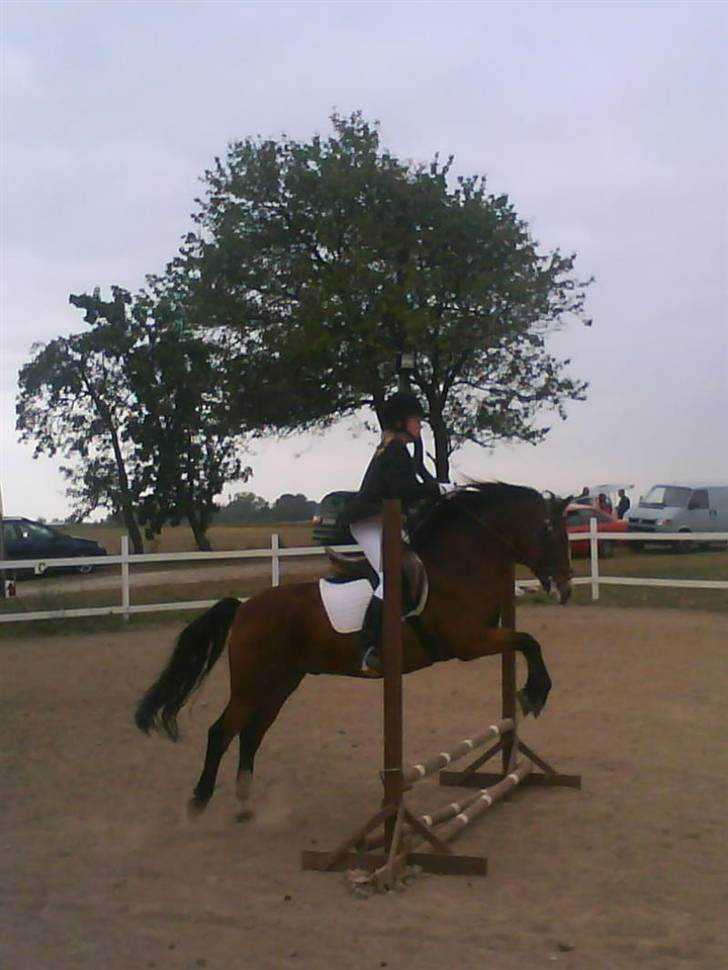 DSP Cavalie's Spoky Joker - Joker og mig er til stævne, her springer vi et mini-spring... billede 20