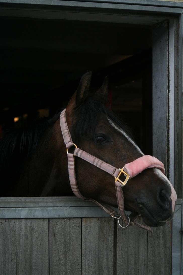 Anden særlig race Angel [B-pony] Solgt billede 5