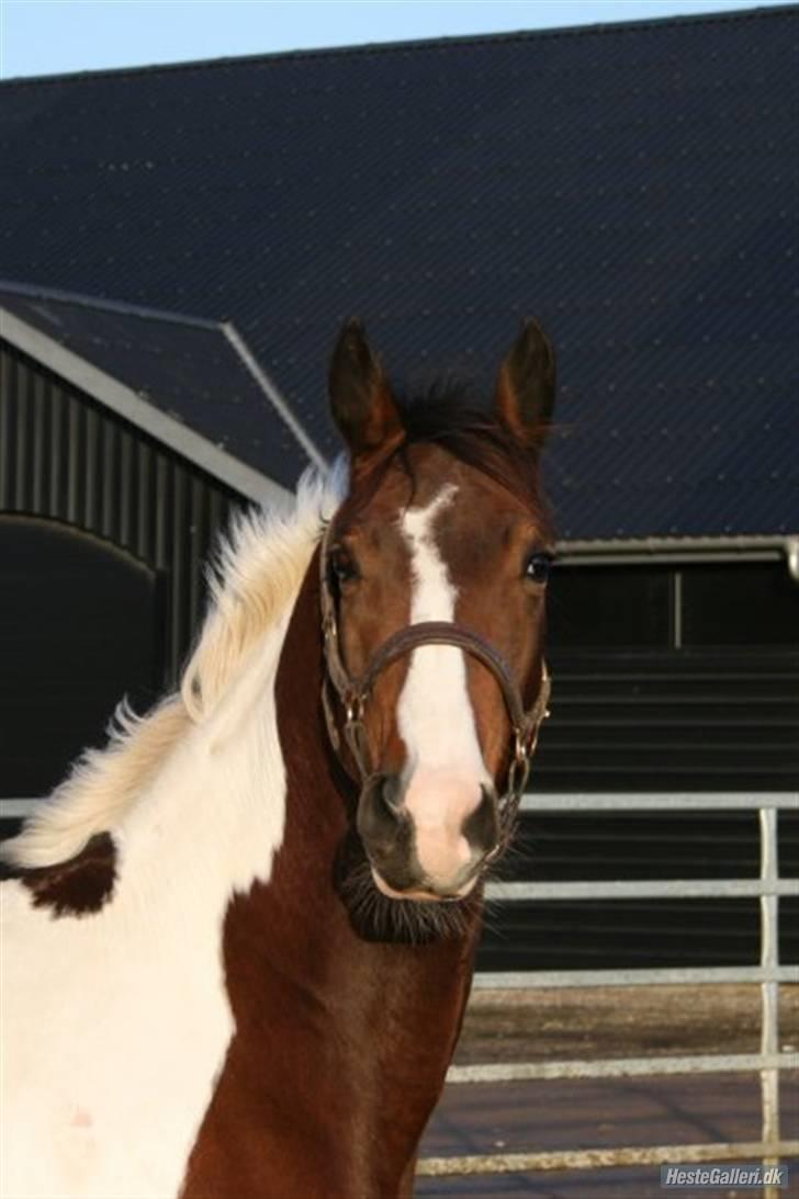 Pinto  Vandlinggårds Heartbreaker    (SOLGT) - Velkommen til Heartbreakers profil. .  billede 1