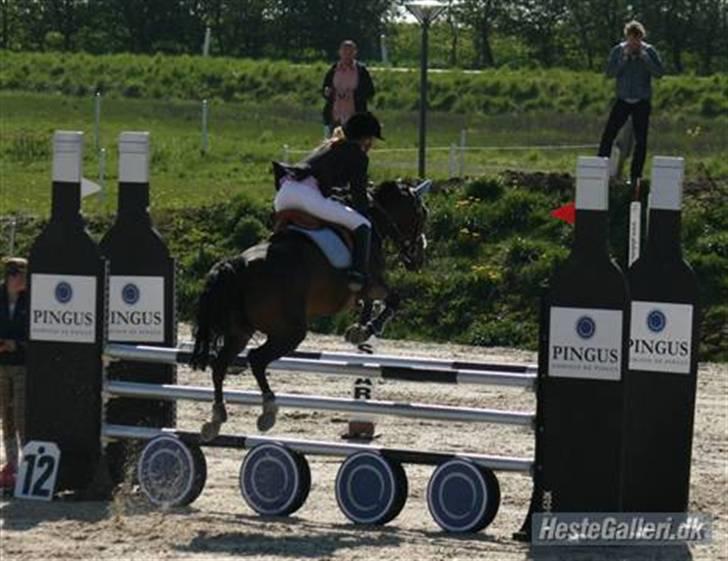 Anden særlig race Angel [B-pony] Solgt - Annemette Og Angel billede 7