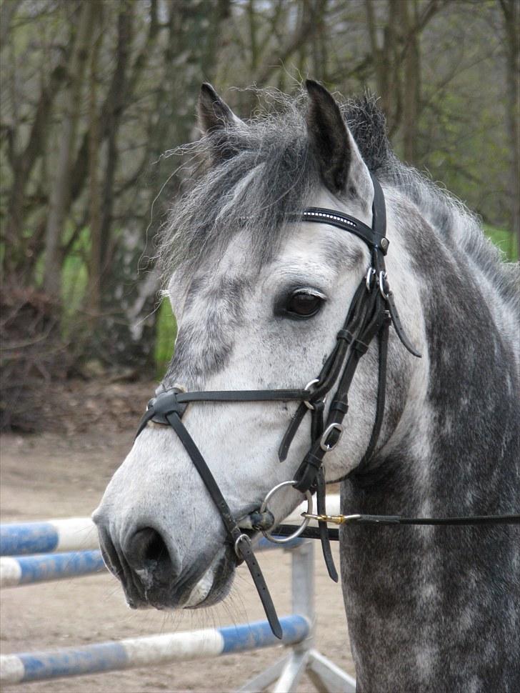 Irsk Sportspony Oldcastle Misty - B pony - Charme, Selvtilid og luxus hår  billede 3
