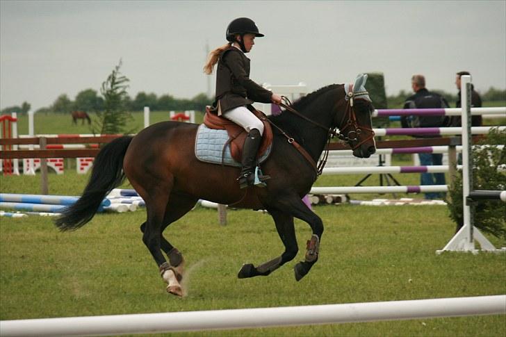 Anden særlig race Angel [B-pony] Solgt - stævne :) billede 8