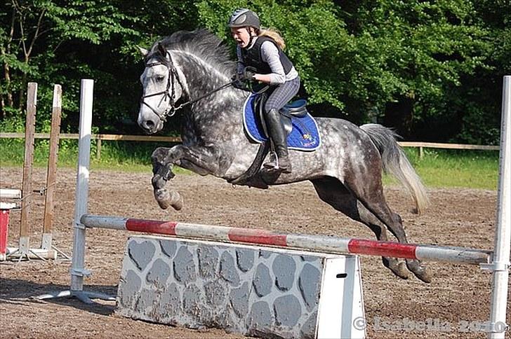 Irsk Sportspony Oldcastle Misty - B pony - taget af isabella billede 4