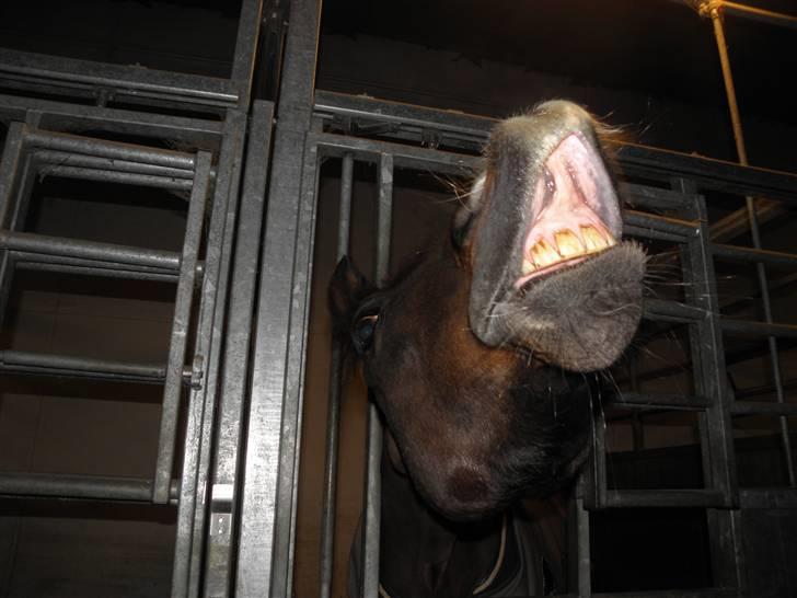 Anden særlig race Angel [B-pony] Solgt - SMIIIIIIL :) billede 9