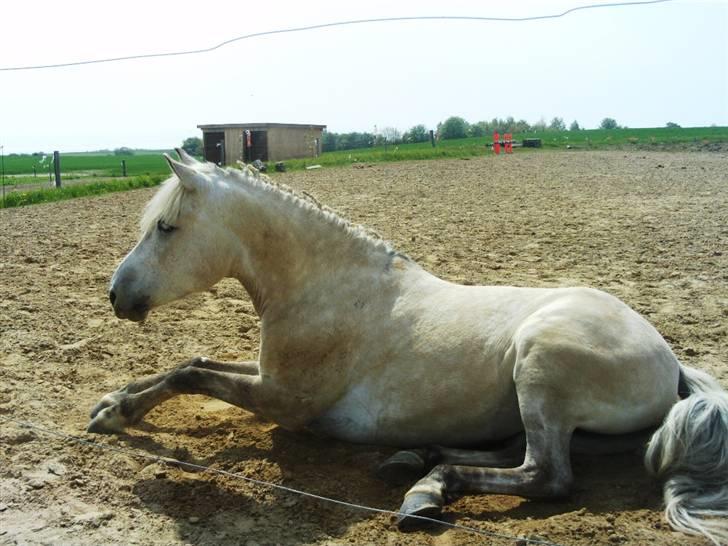 Anden særlig race Miss dulle billede 17