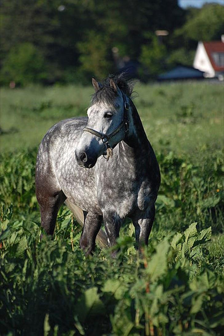 Irsk Sportspony Oldcastle Misty - B pony - taget af isabella billede 7