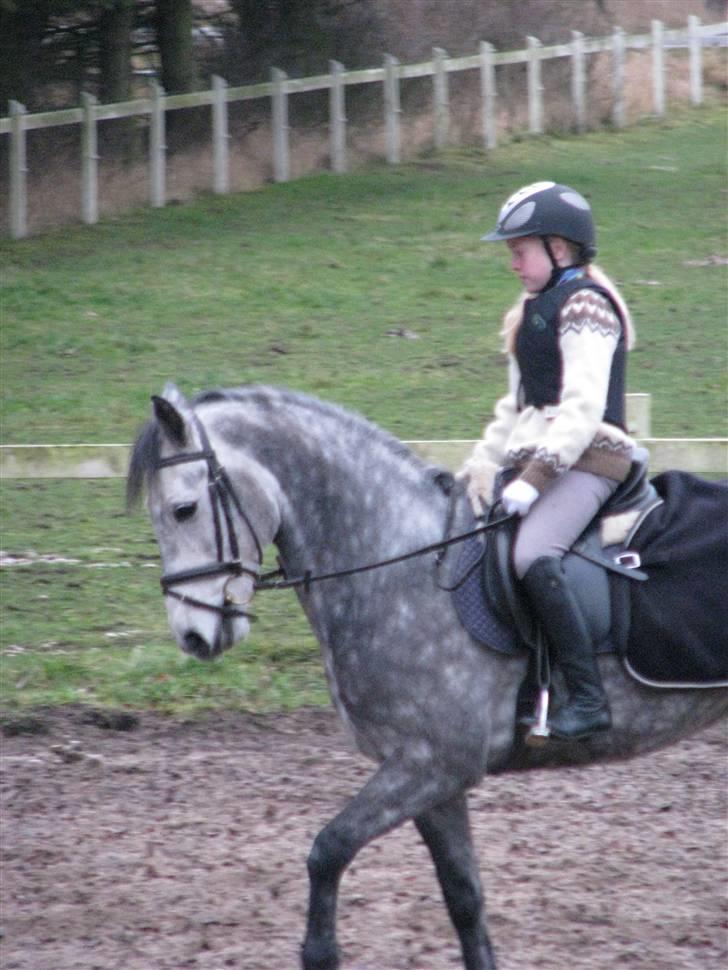 Irsk Sportspony Oldcastle Misty - B pony - En af de første gange jeg red Calle ;) billede 9