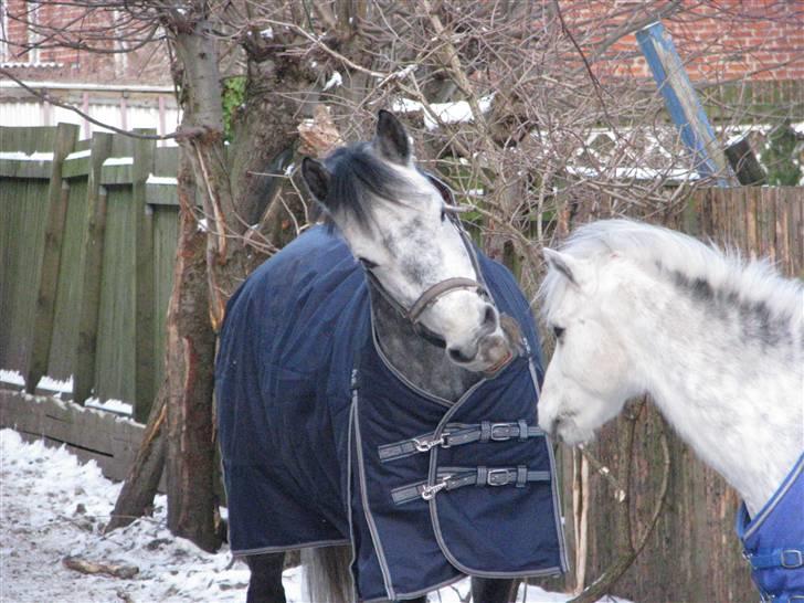 Irsk Sportspony Oldcastle Misty - B pony - Calle og elvis leger ;D billede 13