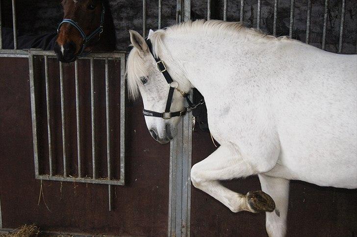 Anden særlig race Mister Elvis *solgt* - Madglad pony :) haha<3 billede 11