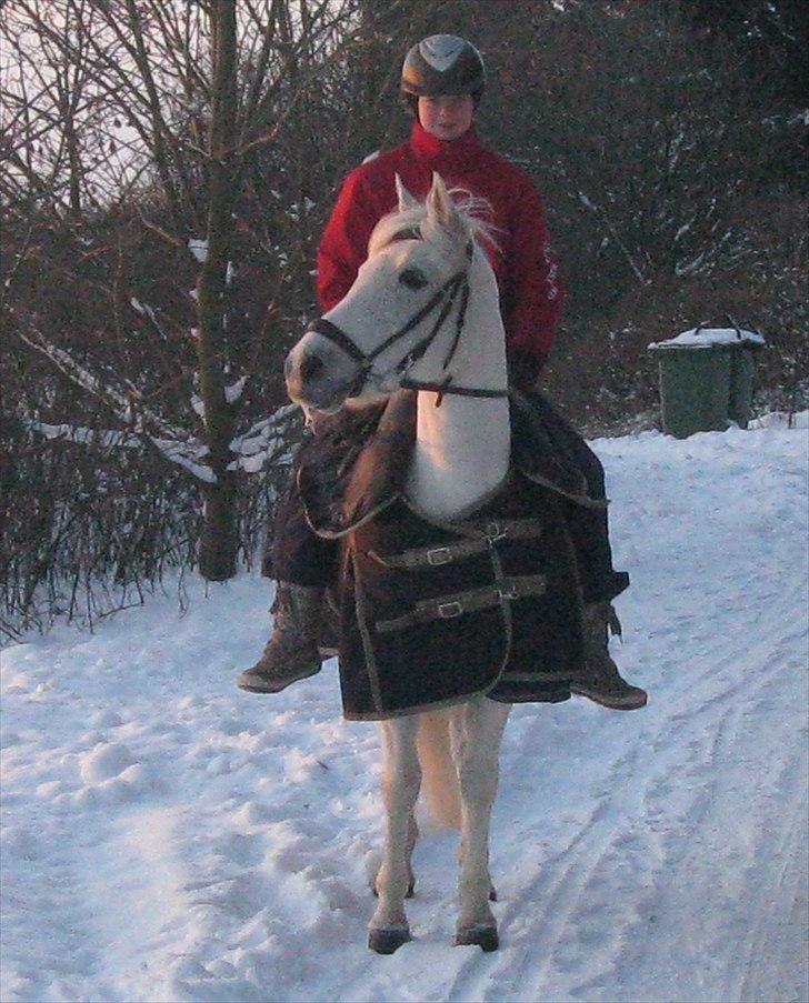 Anden særlig race Mister Elvis *solgt* - Elle på vej til sit nye hjem :) billede 12