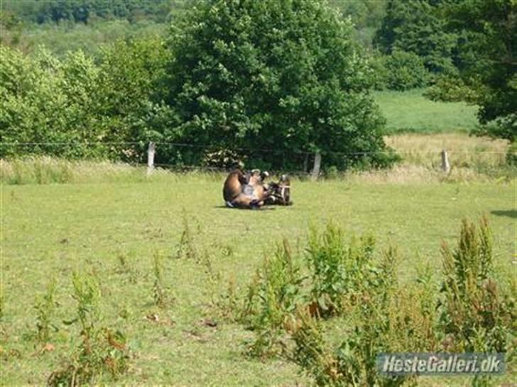 Anden særlig race Salina's Illias R.I.P.<3 - illi der ruller dejligt og jeg lånte billedet af ida med amal mange tak håber i kan lide rasten billede 1