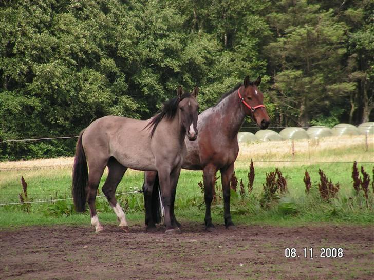 Oldenborg / Fjordhest    La Toya - Prinsesse La Toya og Fimse Carino (Rino) billede 6