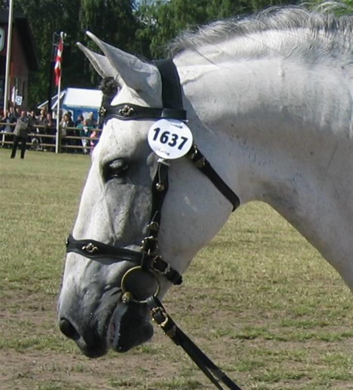 Pura Raza Española Ballesto II - RD 2009 billede 15