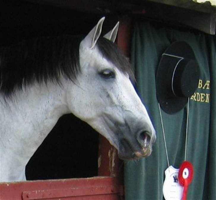 Pura Raza Española Ballesto II - RD 2009 - boksen billede 17
