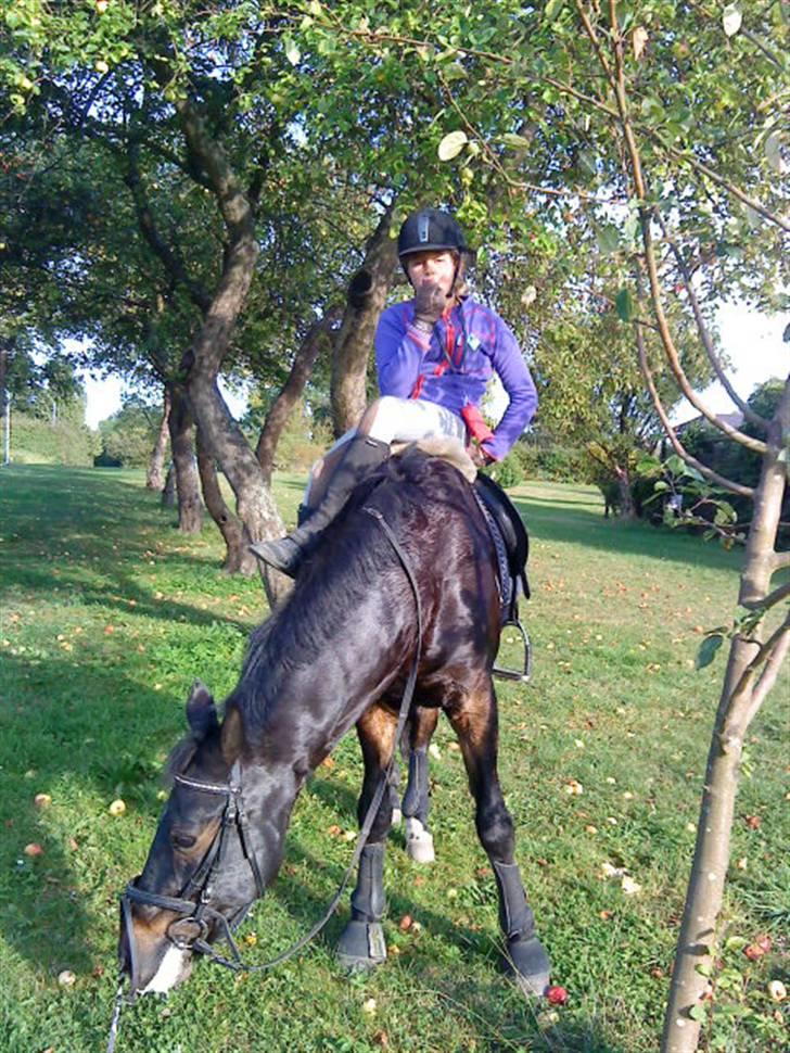 Anden særlig race Salina's Illias R.I.P.<3 - mmmmm æbler.... foto:josephine billede 3