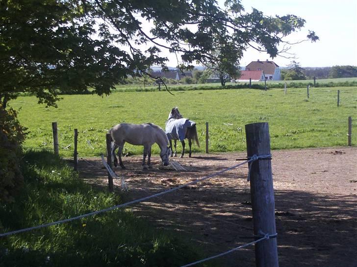 Anden særlig race Miss dulle - dulles bedste ven "mirha" billede 18