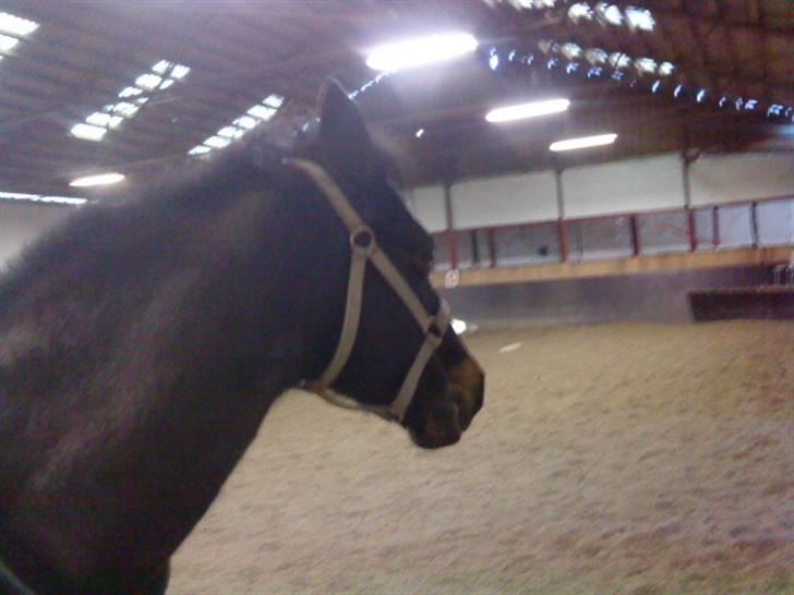 Anden særlig race Salina's Illias R.I.P.<3 - illi i ride hus foto: mig billede 4