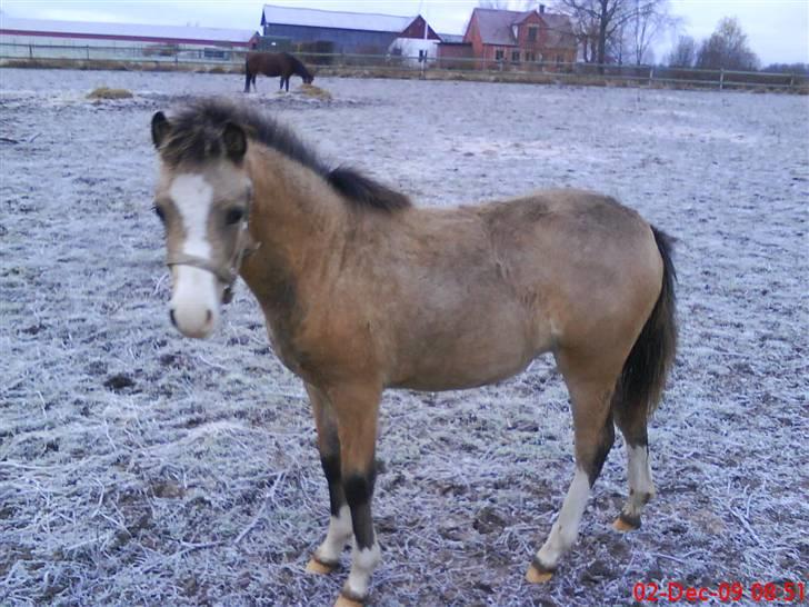 Welsh Mountain (sec A) Skuderups Starlight - Starligt dec 09 billede 15