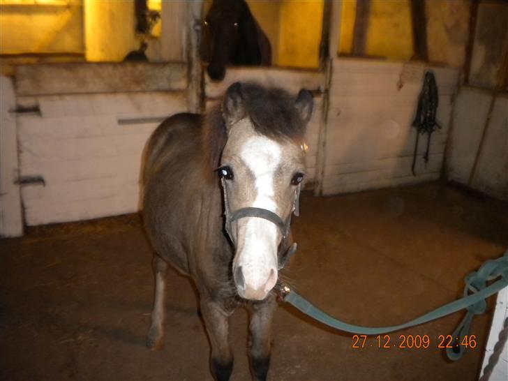 Welsh Mountain (sec A) Skuderups Starlight - Starlight bundet op for første gang billede 16