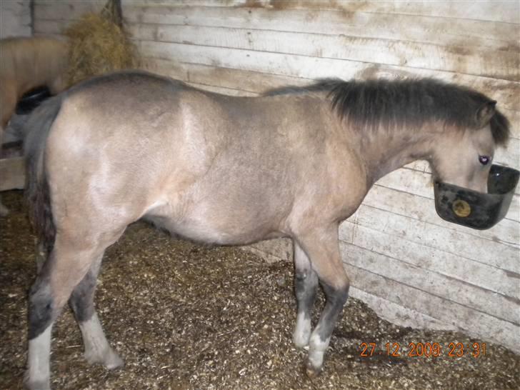 Welsh Mountain (sec A) Skuderups Starlight billede 17