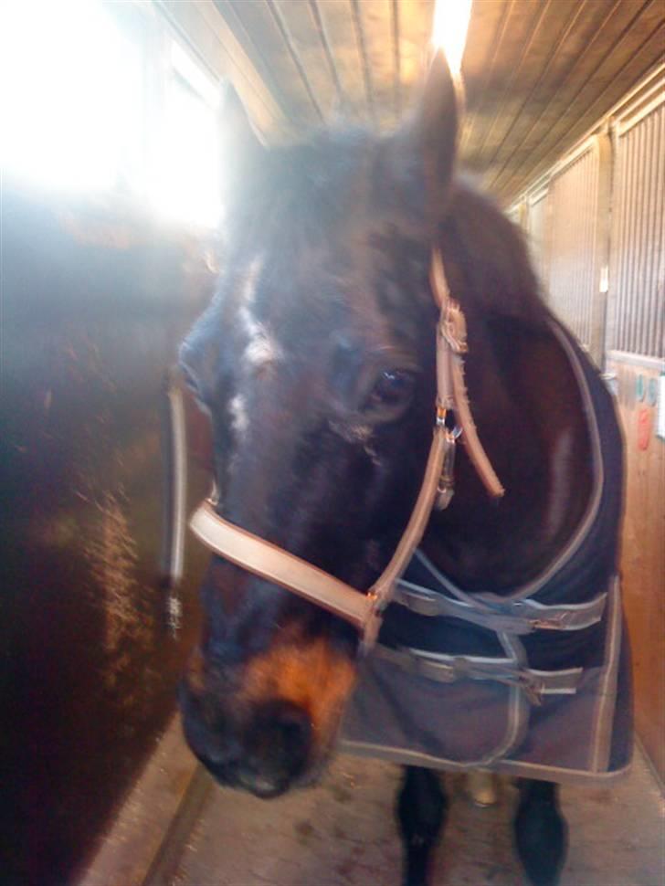 Anden særlig race Salina's Illias R.I.P.<3 - illi billli foto:mig billede 5