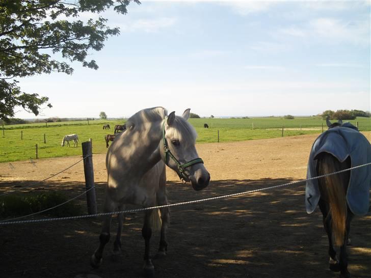 Anden særlig race Miss dulle billede 19