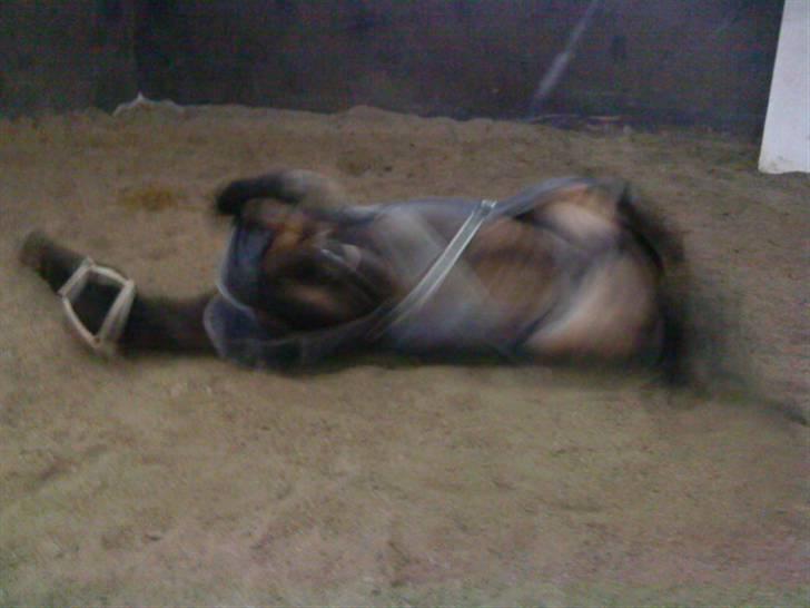 Anden særlig race Salina's Illias R.I.P.<3 - rulle rulle foto:mig billede 6