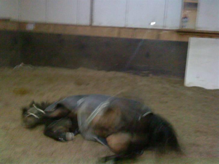 Anden særlig race Salina's Illias R.I.P.<3 - rulle rulle rulle.... foto: mig billede 7