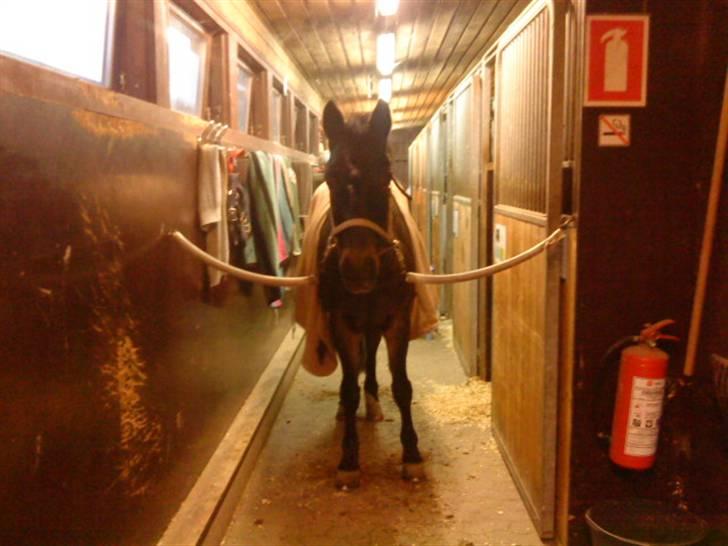 Anden særlig race Salina's Illias R.I.P.<3 - før ridning.. hygge foto:mig billede 8