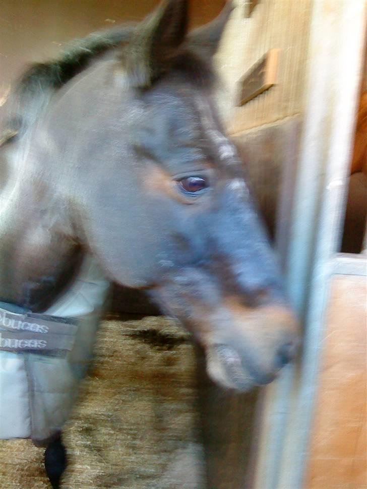 Anden særlig race Salina's Illias R.I.P.<3 - søde illi foto: mig billede 9