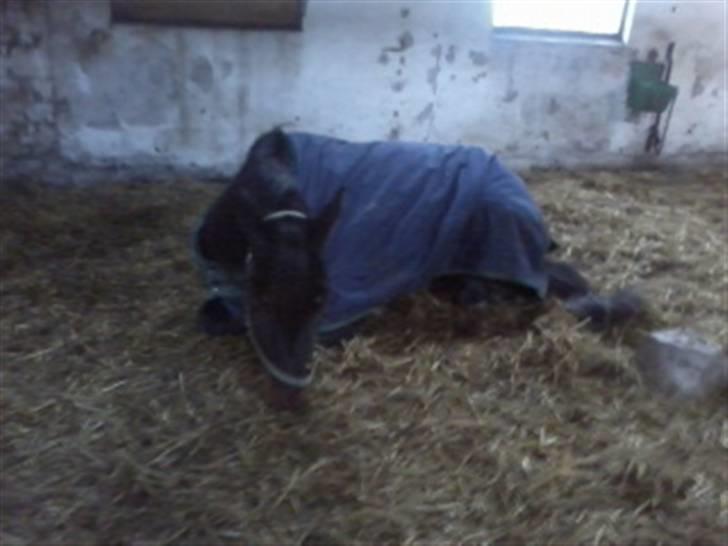 Traver Magic hall(Himmel Hesten) billede 1