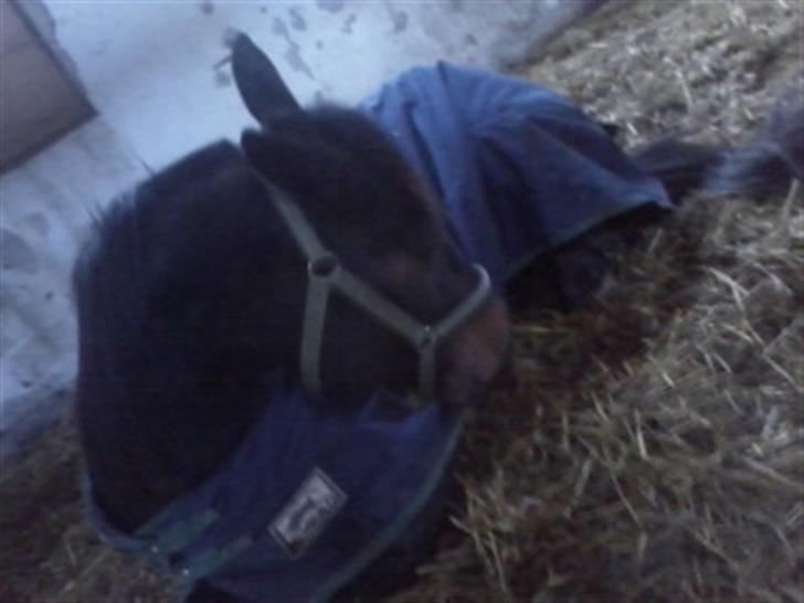 Traver Magic hall(Himmel Hesten) billede 2