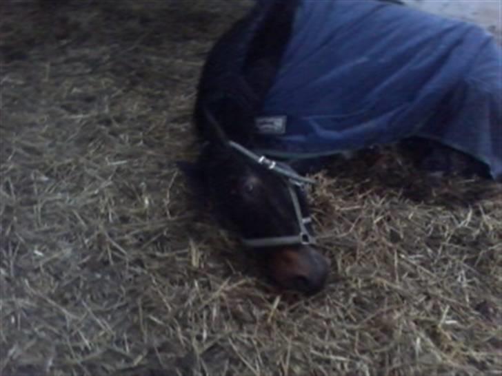 Traver Magic hall(Himmel Hesten) billede 3